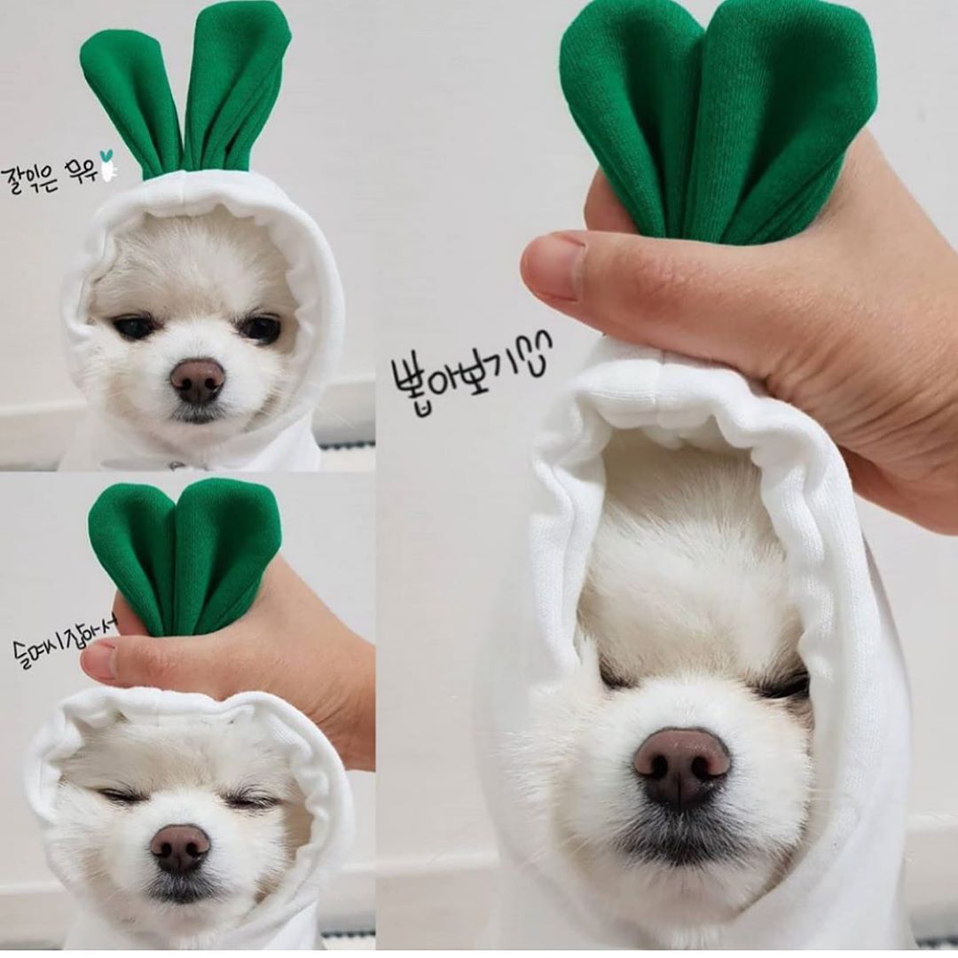. Autumn Winter Pet Fleece Hoodie for Small Pets.